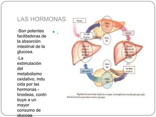 LAS HORMONAS TIROIDEAS
•Son potentes        .
facilitadoras de
la absorción
intestinal de la
glucosa.
•La
estimulación
del
metabolismo
oxidativo, indu
cida por las
hormonas -
tiroideas, contri
buye a un
mayor
consumo de
glucosa.
 