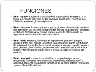 FUNCIONES
 En el hígado. Favorece la actividad de la glucógeno-sintetasa, A la
  larga, provoca la actividad de las enzimas glucolíticas, mientras que
  inhibe las enzimas gluconeogénicas.

 En el músculo. Acelera el transporte de glucosa al interior de la célula
  por activación del sistema transportador, induce la glucógeno- sintetasa
  e inhibe la fosforilasa. Al mismo tiempo, estimula el transporte de
  algunos aminoácidos al interior de la célula

 En el tejido adiposo. Favorece el depósito de grasa en el tejido
  adiposo. Para ello, reduce la lipolisis intracelular mediante la inhibición
  de la lipasa intracelular; favorece el transporte de glucosa a las células
  para generar glicerofosfato, necesario para la esterificación de ácidos
  grasos y formación de triglicéridos, y activa la lipoproteínlipasa del
  plasma.

 En el cerebro los receptores insulínicos es posible que actúen,
  modulando funciones neuronales de crecimiento, diferenciación y
  actividad neuronal y regulando funciones de la homeostasia nutricional
  y metabólica del individuo.
 
