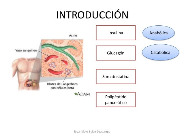 Funciones endocrinas del páncreas y regulación del Funciones endocrinas del páncreas y regulación del