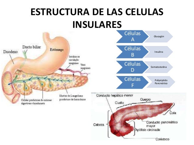 Funciones endocrinas del páncreas y regulación del Funciones endocrinas del páncreas y regulación del