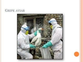 GRIPE AVIAR
 