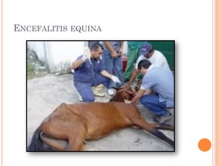 ENCEFALITIS EQUINA
 