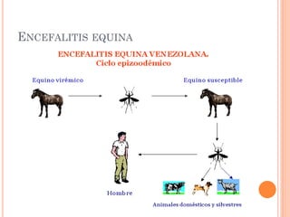 ENCEFALITIS EQUINA
 