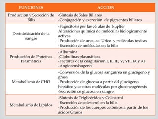 
FUNCIONES ACCION
Producción y Secreción de
Bilis
-Síntesis de Sales Biliares
-Conjugación y excreción de pigmentos biliares
Desintoxicación de la
sangre
-Fagocitosis por las células de kupffer
Alteraciones química de moléculas biológicamente
activas
-Producción de urea, ac. Urico y moléculas toxicas
-Excreción de moléculas en la bilis
Producción de Proteínas
Plasmáticas
-Albumina
-Globulinas plasmáticas
-Factores de la coagulación I, II, III, V, VII, IX y XI
-Angiotensinogeno
Metabolismo de CHO
-Conversión de la glucosa sanguínea en glucógeno y
grasa
-Producción de glucosa a partir del glucógeno
hepático y de otras moléculas por gluconeogénesis
-Secreción de glucosa en sangre
Metabolismo de Lípidos
-Síntesis de Triglicéridos y Colesterol
-Excreción de colesterol en la bilis
-Producción de los cuerpos cetónicos a partir de los
ácidos Grasos