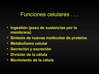 Funciones celulares . . .
• Ingestión (paso de sustancias por la
membrana)
• Síntesis de nuevas moléculas de proteína
• Metabolismo celular
• Secreción y excreción
• División de la célula
• Movimiento de la célula
 