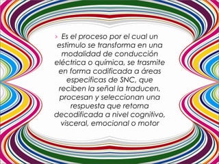 › Es el proceso por el cual un
estimulo se transforma en una
modalidad de conducción
eléctrica o química, se trasmite
en forma codificada a áreas
especificas de SNC, que
reciben la señal la traducen,
procesan y seleccionan una
respuesta que retorna
decodificada a nivel cognitivo,
visceral, emocional o motor
 