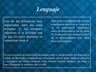 Lenguaje
Una parte considerable de nuestra
experiencia sensitiva se convierte
en su equivalente lingüístico
antes de almacenarse en las áreas
de la memoria del cerebro y antes
de su procesamiento con otros
fines intelectuales.
Una de las diferencias mas
importantes entre los seres
humanos y los animales
inferiores es la facilidad con
la que los seres humanos se
comunican entre si.
El área sensitiva del hemisferio dominante para la interpretación del lenguaje es
el área de Wernicke, estrechamente relacionada con las áreas auditivas primaria
y secundaria del lóbulo temporal. Esta estrecha relación obedece, sin duda, a
que el lenguaje se introduce por el oído.
 