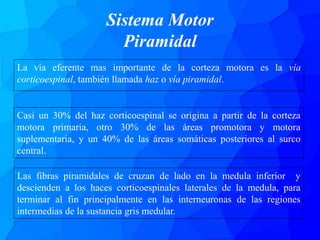 Sistema Motor
Piramidal
La vía eferente mas importante de la corteza motora es la vía
corticoespinal, también llamada haz o vía piramidal.
Casi un 30% del haz corticoespinal se origina a partir de la corteza
motora primaria, otro 30% de las áreas promotora y motora
suplementaria, y un 40% de las áreas somáticas posteriores al surco
central.
Las fibras piramidales de cruzan de lado en la medula inferior y
descienden a los haces corticoespinales laterales de la medula, para
terminar al fin principalmente en las interneuronas de las regiones
intermedias de la sustancia gris medular.
 