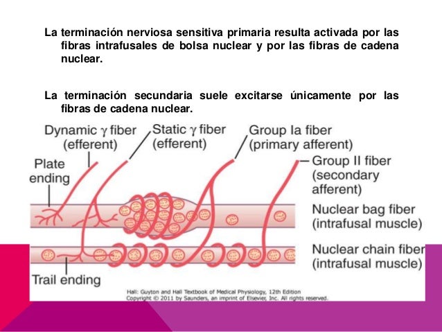 cadenas musculares espiral funciones motoras de la medula espinal reflejos medulares cadenas musculares espiral funciones motoras de la medula espinal reflejos medulares