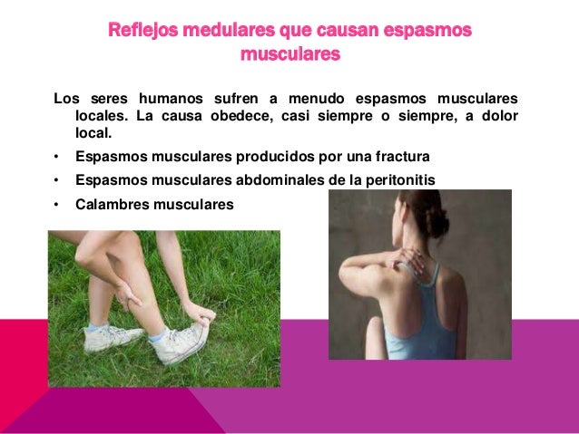 Funciones motoras de la medula espinal reflejos medulares