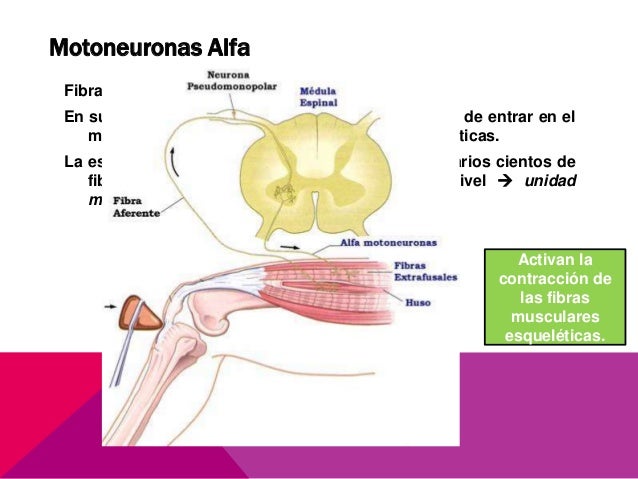 Motoneurona alfa y gamma pdf writer