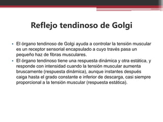 Reflejo tendinoso de Golgi
• El órgano tendinoso de Golgi ayuda a controlar la tensión muscular
es un receptor sensorial encapsulado a cuyo través pasa un
pequeño haz de fibras musculares.
• El órgano tendinoso tiene una respuesta dinámica y otra estática, y
responde con intensidad cuando la tensión muscular aumenta
bruscamente (respuesta dinámica), aunque instantes después
caiga hasta el grado constante e inferior de descarga, casi siempre
proporcional a la tensión muscular (respuesta estática).

 