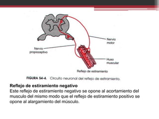 Reflejo de estiramiento negativo
Este reflejo de estiramiento negativo se opone al acortamiento del
musculo del mismo modo que el reflejo de estiramiento positivo se
opone al alargamiento del músculo.

 