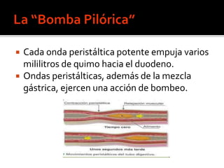  Cada onda peristáltica potente empuja varios
mililitros de quimo hacia el duodeno.
 Ondas peristálticas, además de la mezcla
gástrica, ejercen una acción de bombeo.
 