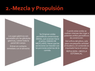 Los jugos gástricos son
secretados por las glándulas
gástricas, cubren toda la
pared del cuerpo.
Entran en contacto
inmediato con el alimento
Se Originan ondas
peristálticas constrictoras
débiles, que avanzan hacia
el antro; ONDAS DE
MEZCLADO, Hacen que las
secreciones se mezclen con
las porciones externas de la
comida.
Cuando estas ondas se
vuelven intensas dan lugar a
potentes anillos peristálticos
de constricción.
Del orificio del píloro, solo
pasa una pequeña cantidad
al duodeno y el contenido es
impulsado hacia el cuerpo.
REPULSION = MEZCLA
ESTOMACAL.
 