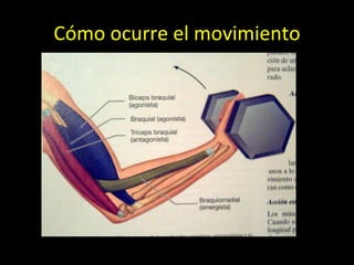Cómo ocurre el movimiento 