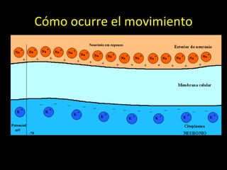 Cómo ocurre el movimiento 