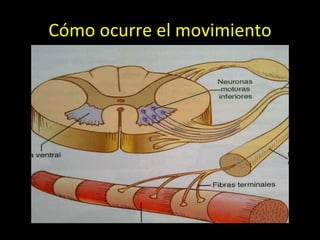 Cómo ocurre el movimiento 
