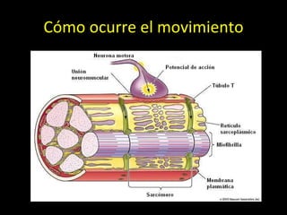 Cómo ocurre el movimiento 