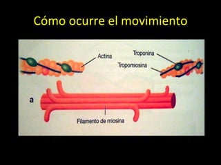Cómo ocurre el movimiento 