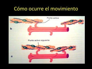 Cómo ocurre el movimiento 