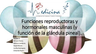 Funciones reproductoras y
hormonales masculinas (y
función de la glándula pineal).
Equipo 1:
Miriam Flores.
Mónica Landeros.
David Morán.
Cecilia Rodríguez.
Gildardo Payán.
 