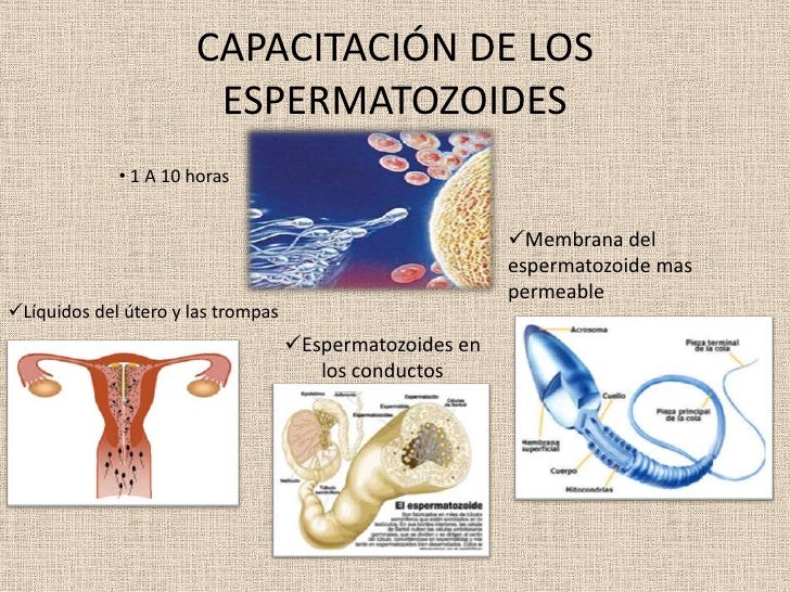 Funciones reproductoras y hormonales masculinas ii