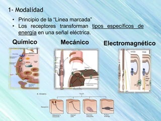 Linea Marcada FUNCIONES SENSORIALES DEL SISTEMA NERVIOSO 2018-II.pptx