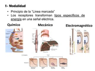 Linea Marcada FUNCIONES SENSORIALES DEL SISTEMA NERVIOSO 2018-II.pdf