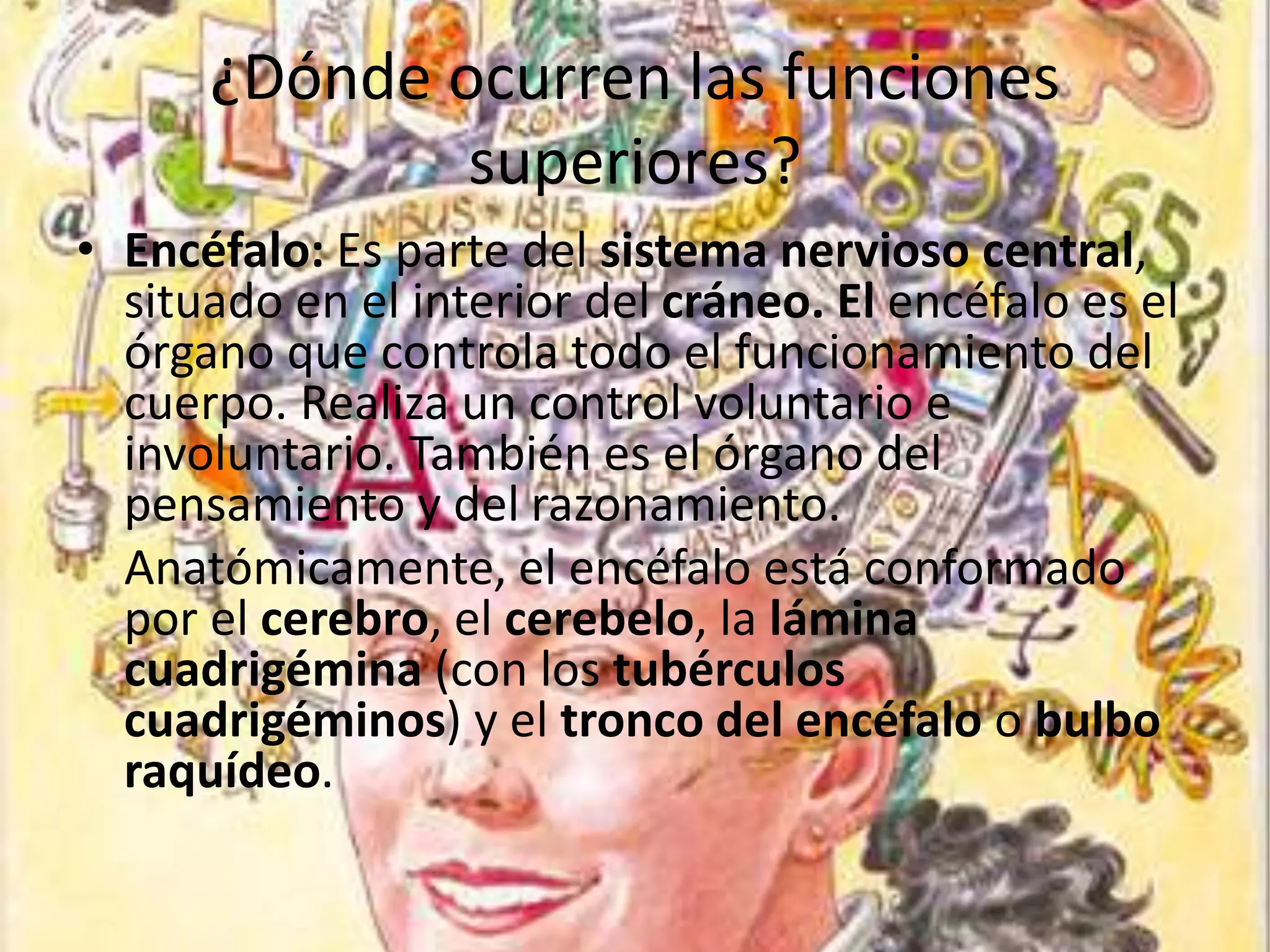 ¿Dónde ocurren las funciones
superiores?
• Encéfalo: Es parte del sistema nervioso central,
situado en el interior del cráneo. El encéfalo es el
órgano que controla todo el funcionamiento del
cuerpo. Realiza un control voluntario e
involuntario. También es el órgano del
pensamiento y del razonamiento.
Anatómicamente, el encéfalo está conformado
por el cerebro, el cerebelo, la lámina
cuadrigémina (con los tubérculos
cuadrigéminos) y el tronco del encéfalo o bulbo
raquídeo.