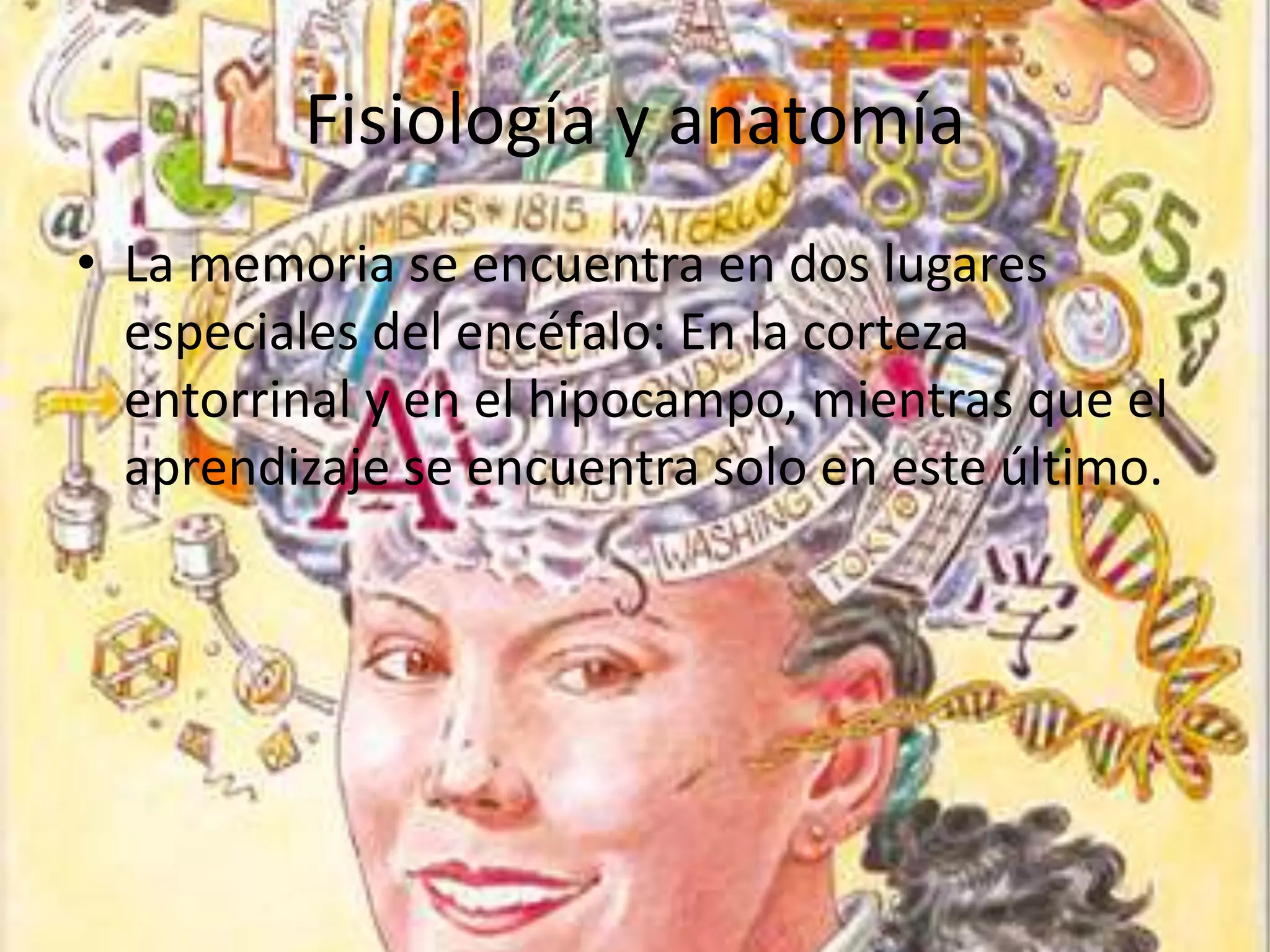 Fisiología y anatomía
• La memoria se encuentra en dos lugares
especiales del encéfalo: En la corteza
entorrinal y en el hipocampo, mientras que el
aprendizaje se encuentra solo en este último.