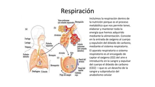 Respiración
• Incluímos la respiración dentro de
la nutrición porque es el proceso
metabólico que nos permite tener,
elaborar y mantener toda la
energía que hemos adquirido
mediante la alimentación. Consiste
en la entrada de oxígeno al cuerpo
y expulsión del dióxido de carbono,
mediante el sistema respiratorio.
• El aparato respiratorio o sistema
respiratorio es el encargado de
captar el oxígeno (O2) del aire e
introducirlo en la sangre y expulsar
del cuerpo el dióxido de carbono
(CO2) ―que es un desecho de la
sangre y subproducto del
anabolismo celular
 