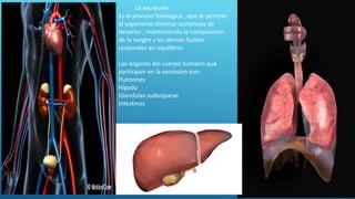 La excresión
Es el proceso fisiológico , que le permite
al organismo eliminar sustancias de
desecho , manteniendo la composición
de la sangre y los demás fluidos
corporales en equilibrio.
Los órganos del cuerpo humano que
participan en la excresion son:
Pulmones
Higado
Glandulas sudoríparas
Intestinos
 