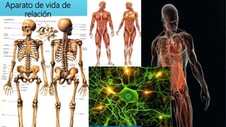 Aparato de vida de
relación
 