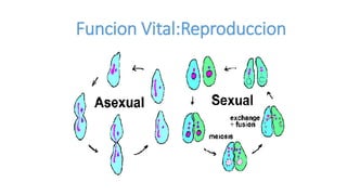 Funcion Vital:Reproduccion
 