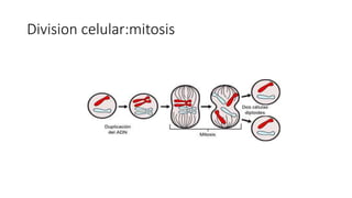 Division celular:mitosis
 