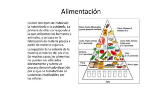 Alimentación
Existen dos tipos de nutrición:
la heterótrofa y la autótrofa. La
primera de ellas corresponde a
la que utilizamos los humanos y
animales, y se basa en la
fabricación de materia propia a
partir de materia orgánica.
La ingestión Es la entrada de la
materia al interior del ser vivo.
En muchos casos los alimentos
no pueden ser utilizados
directamente y sufren un
proceso denominado digestión
por el que se transforman en
sustancias reutilizables por
las células .
 