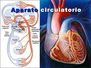 Aparato   circulatorio 
