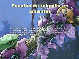 Función de relación en animales El sistema nervioso de  vertebrados  se caracteriza por tener un  sistema nervioso central : con un cordón nervioso que recorre el cuerpo y se ensancha en la cabeza para formar un encéfalo; un  sistema nervioso periférico. 