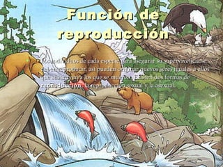 Función de reproducción Los individuos de cada especie para asegurar su supervivencia se deben reproducir, así pueden originar nuevos seres iguales a ellos que sustituyen a los que se mueren. Existen dos formas de  reproducción : la reproducción sexual y la asexual.   