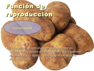 Función de reproducción    En este tipo de reproducción sólo interviene un individuo y no existen células especializadas o gametos sexuales. Es muy rápida y produce gran cantidad de descendientes. Función Asexual 
