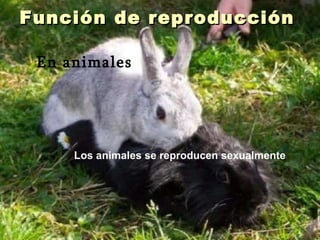 Función de reproducción Los animales se reproducen sexualmente En animales 