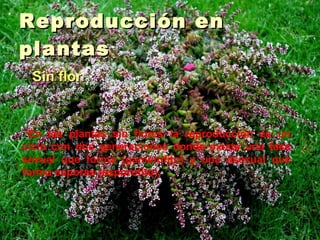 Reproducción en plantas Sin flor    En las plantas sin flores la reproducción es un ciclo con dos generaciones donde existe una fase sexual que forma (gametofito) y una asexual que forma esporas (esporofito). 
