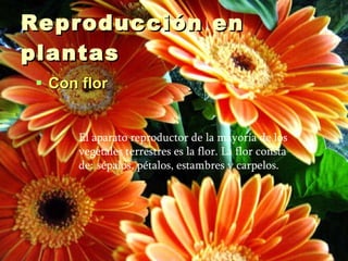 Reproducción en plantas  Con flor El aparato reproductor de la mayoría de los vegetales terrestres es la flor. La flor consta de:   sépalos, pétalos, estambres y carpelos. 