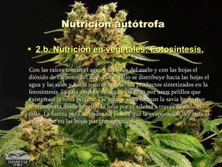 Nutrición autótrofa 2.b. Nutrición en vegetales: Fotosíntesis. Con las raíces toman el agua y las sales del suelo y con las hojas el dióxido de carbono del aire. Por el tallo se distribuye hacia las hojas el agua y las sales y hacia todo el vegetal los productos sintetizados en la fotosíntesis. La raíz absorbe el agua y las sales por unos pelillos que existen en la zona pilífera. Ese agua y sales forman la savia bruta que se transporta desde la raíz a la hoja por el xilema a través de todo el tallo. La fuerza para ascender no es otra que la evaporación del agua al evaporarse en las hojas por transpiración. 