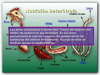 Nutrición heterótrofa Los seres unicelulares lo tienen fácil. Toman del exterior, del medio, las sustancias que necesitan. En los seres pluricelulares la cosa se complica. No pueden tomar las sustancias del exterior directamente, muchas de ellas no tendrían acceso al medio externo.  