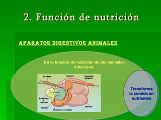 2. Función de nutrición Aparatos digestivos animales En la función de nutrición de los animales interviene: Transforma la comida en nutrientes 