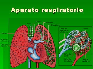 Aparato respiratorio 
