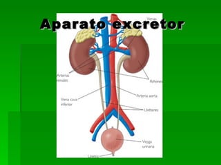 Aparato excretor 