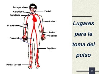 13
Lugares
para la
toma del
pulso
 